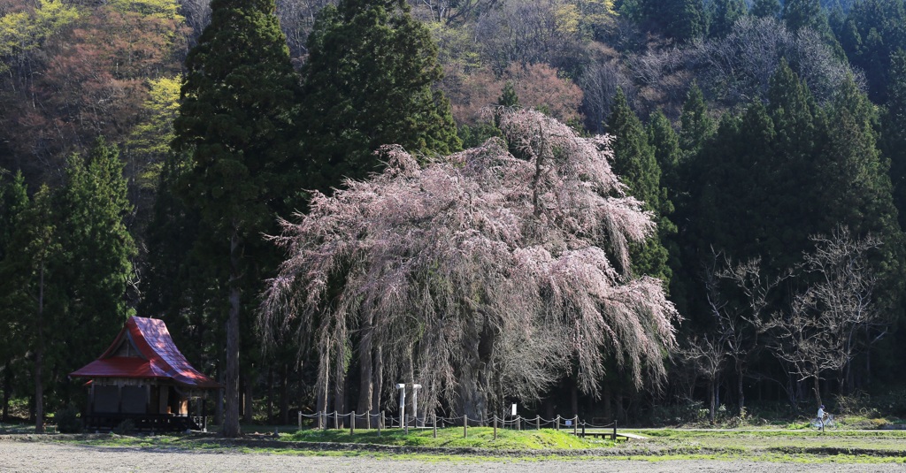 おしら様の枝垂桜と自転車と