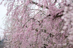 夢桜