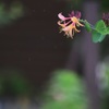 雨音
