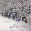 凍える桜並木