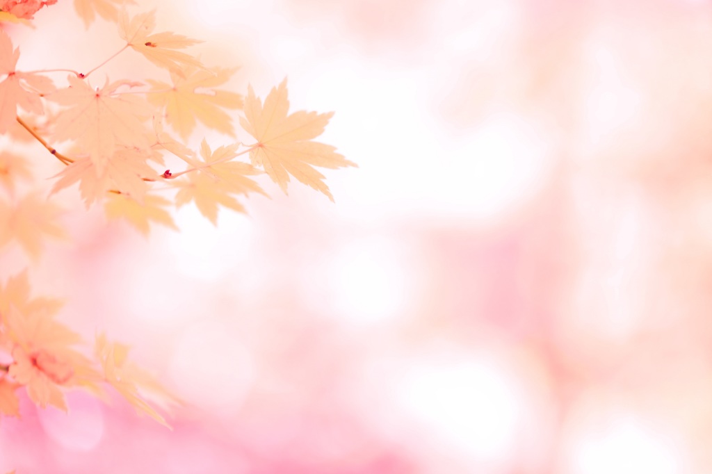 桜ほのか