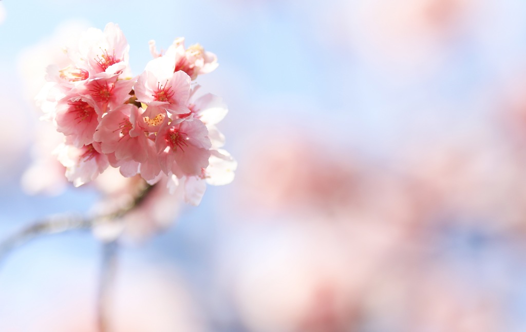 空から桜ブーケ♪
