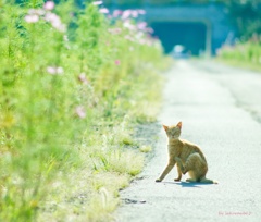 コスモス街道のノラちゃん♪