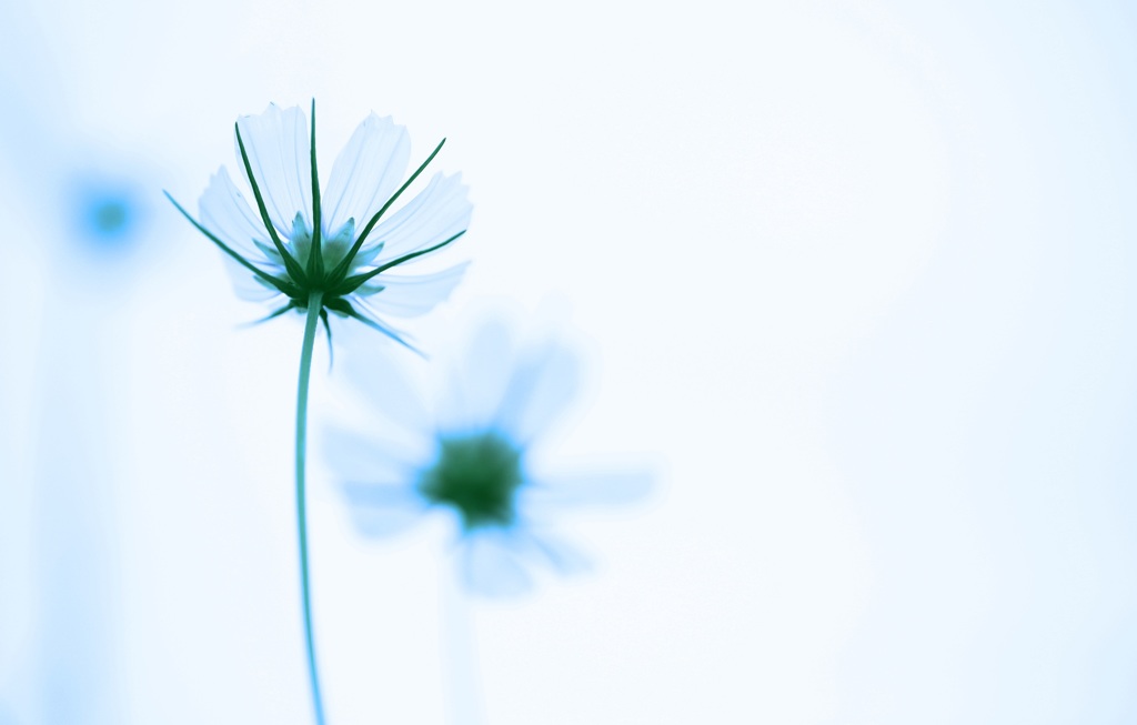 ガラスの花びら