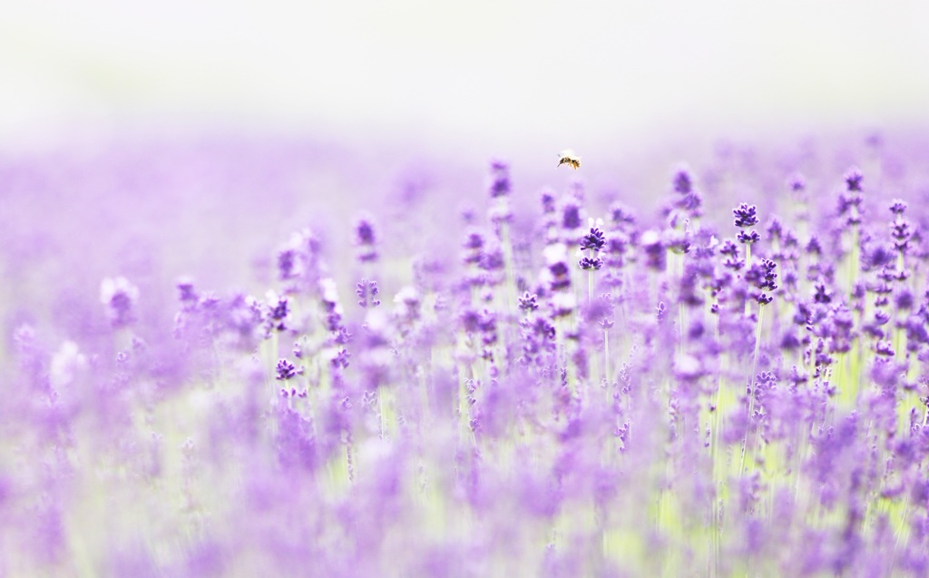 ぴょん♪ ～花から花へ～