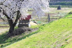 畑の桜