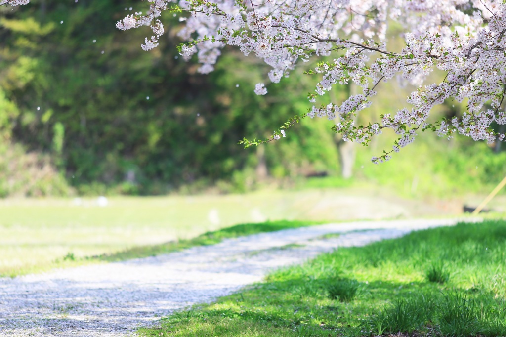 桜舞う小道