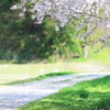 桜舞う小道