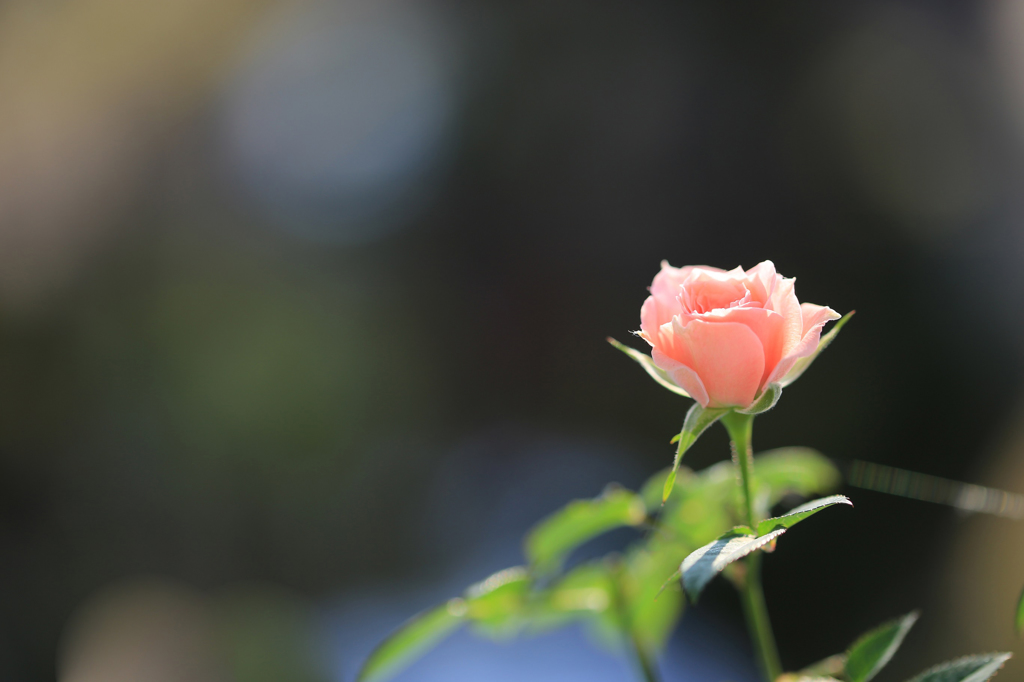 窓辺の小さな薔薇