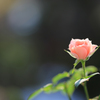 窓辺の小さな薔薇