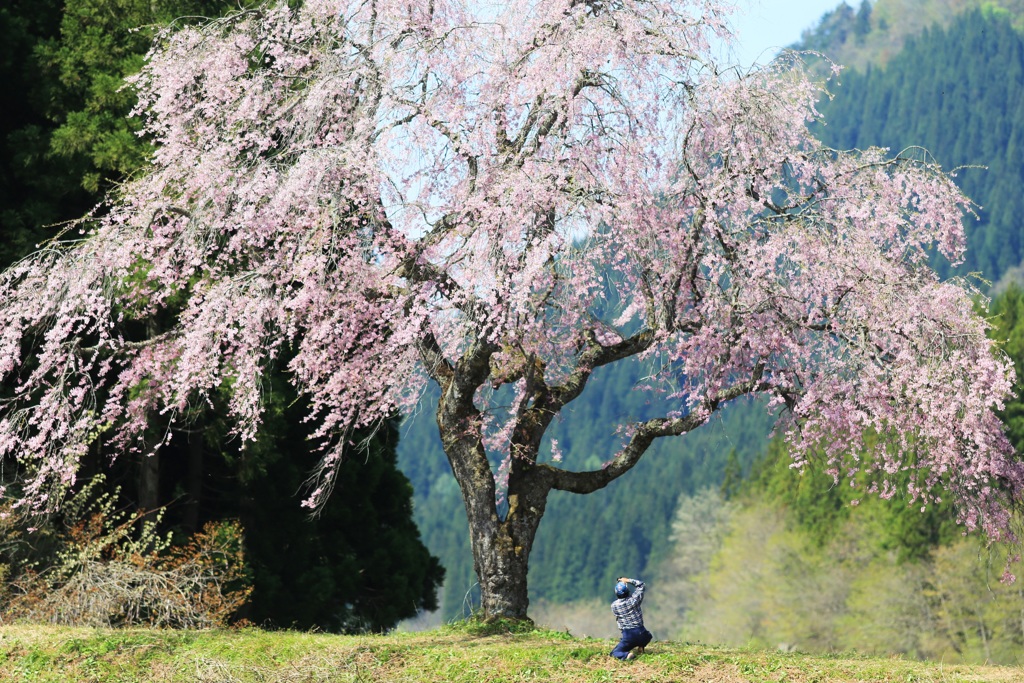 君は美し ～田屋の一本桜～