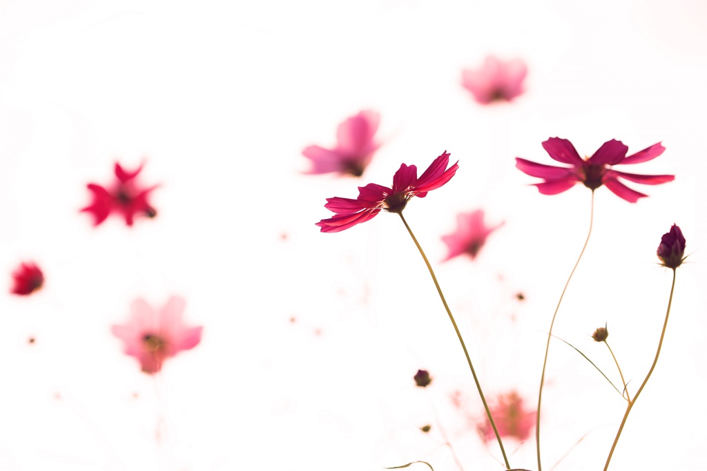 花うらない