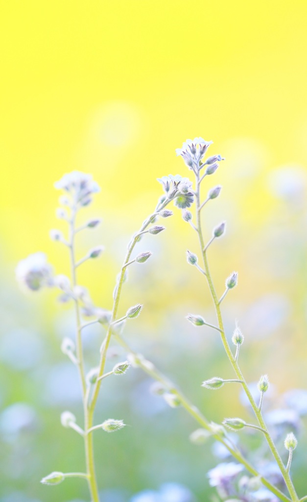 野の花