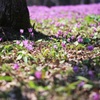 妖精たちのすみか