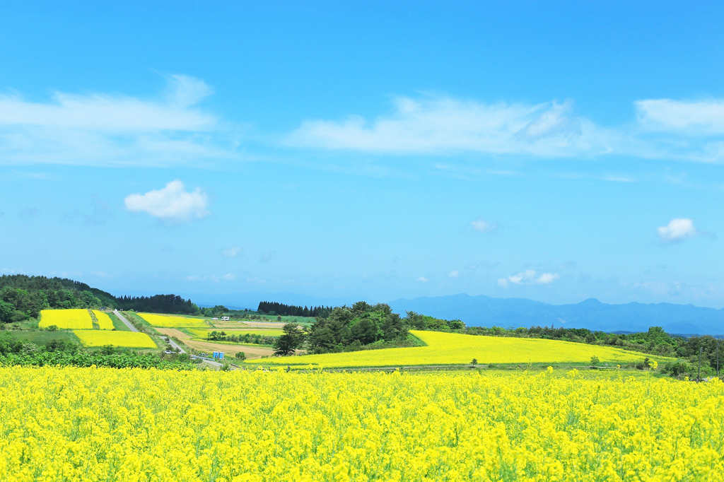 黄色い大地とみずいろの空