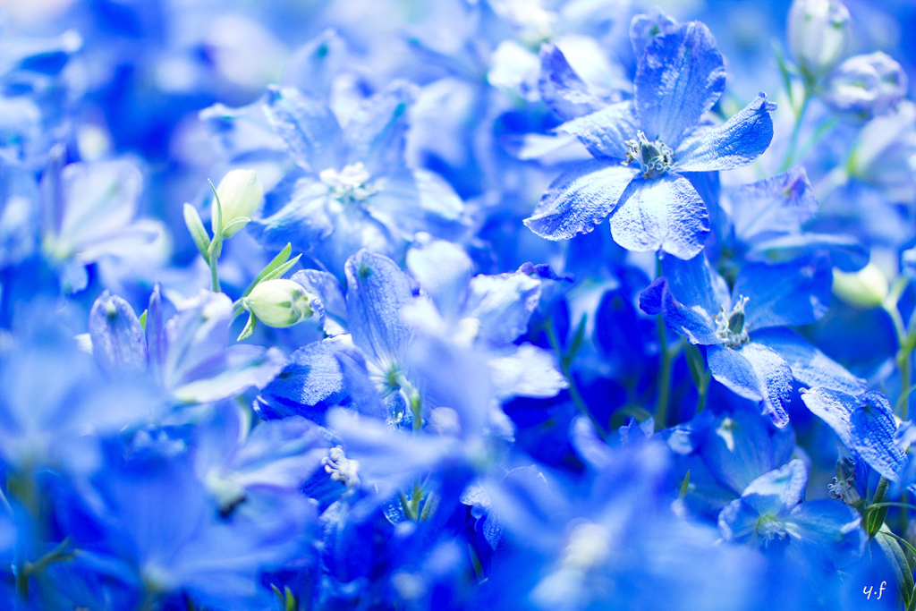 限りなく青い花
