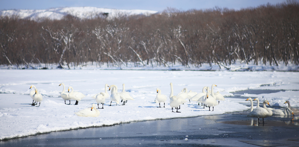 氷の国の白鳥たち♪