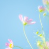 秋風に揺れて