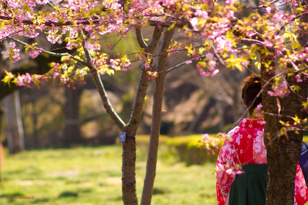 桜の木の下で