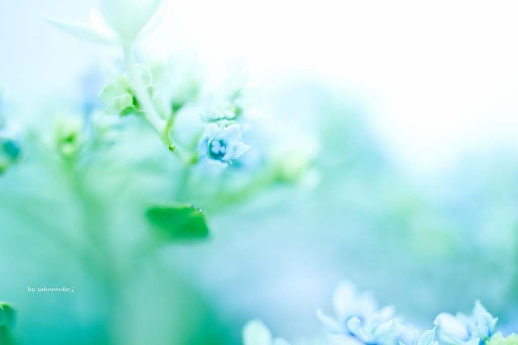 蒼の幻想