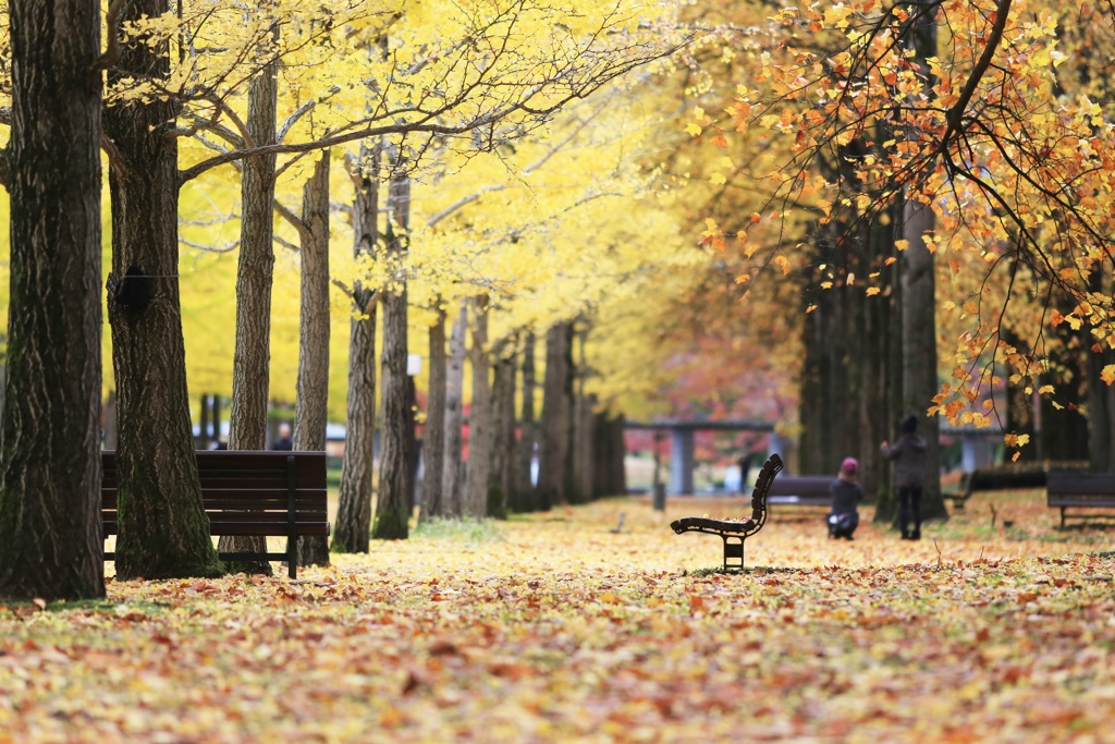 秋の休日Ⅱ　～待っているベンチ～