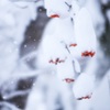 赤い実の雪ぼうし