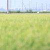 田んぼde散歩♪