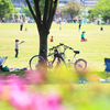 つつじの花咲く公園で