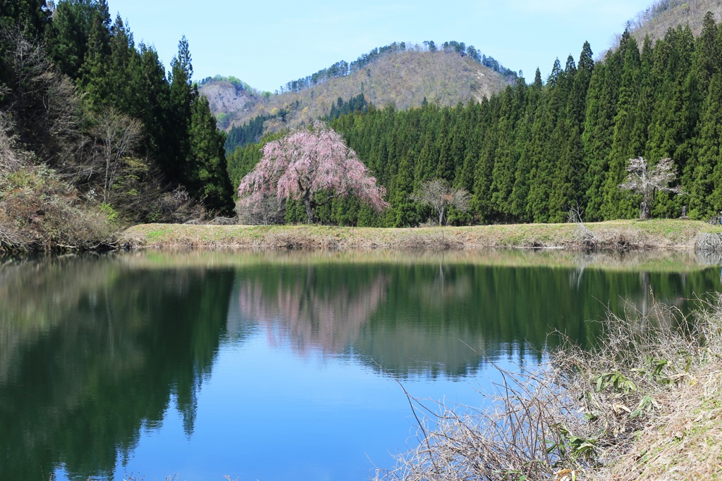 の ど か ～田屋の一本桜～