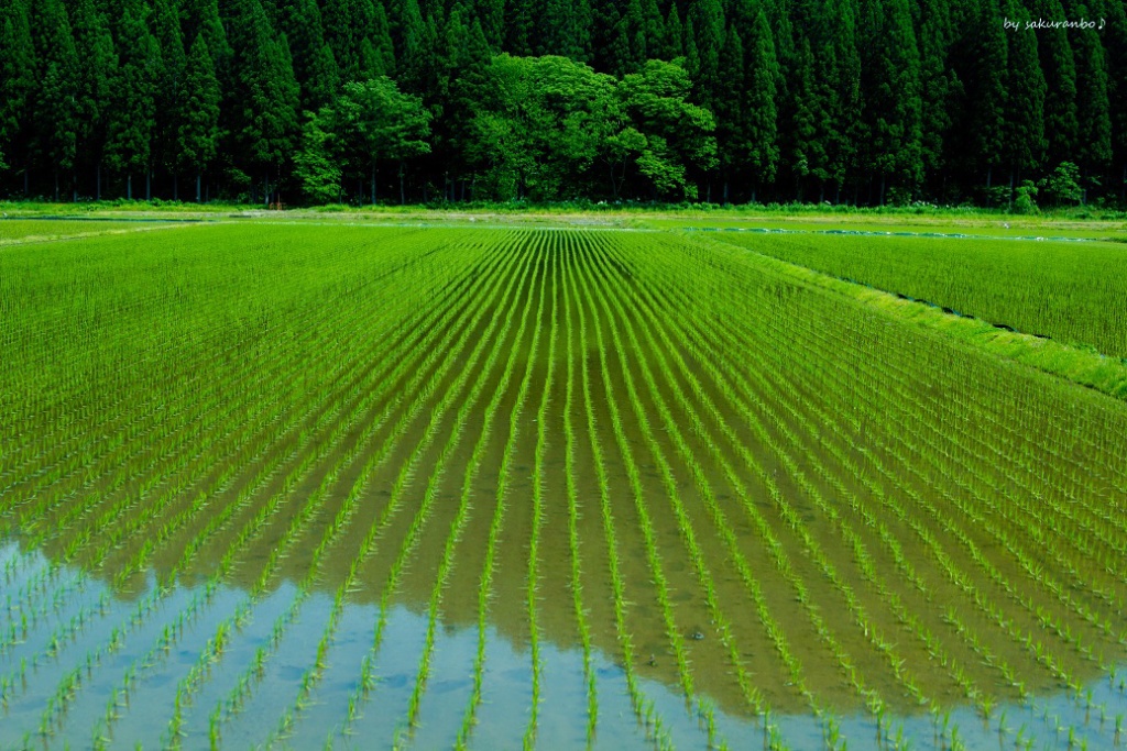 美しき日本の田園