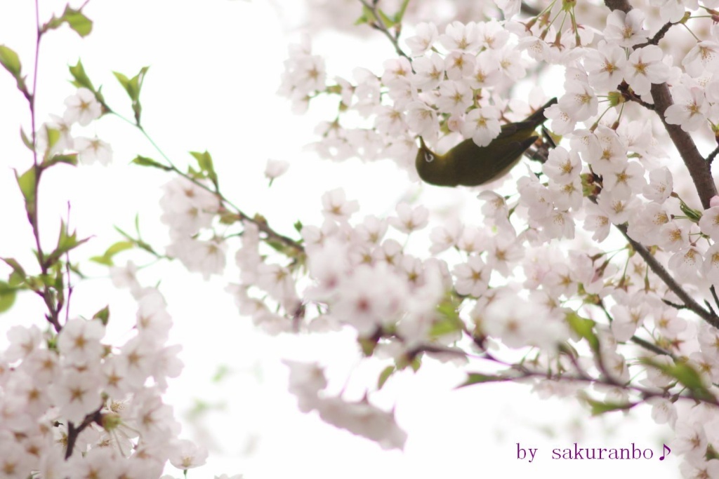 Lovin' you♪～桜＆メジロ編～