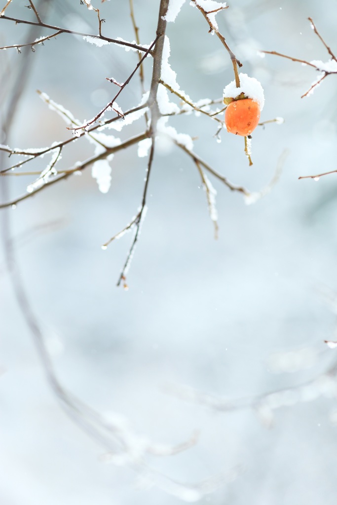 柿の雪ぼうし