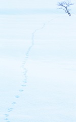 野うさぎの雪原散歩