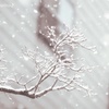 春の雪