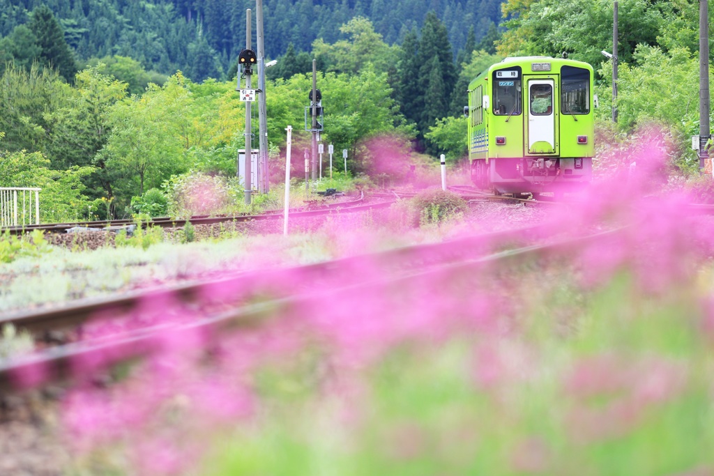 初夏に彩られて