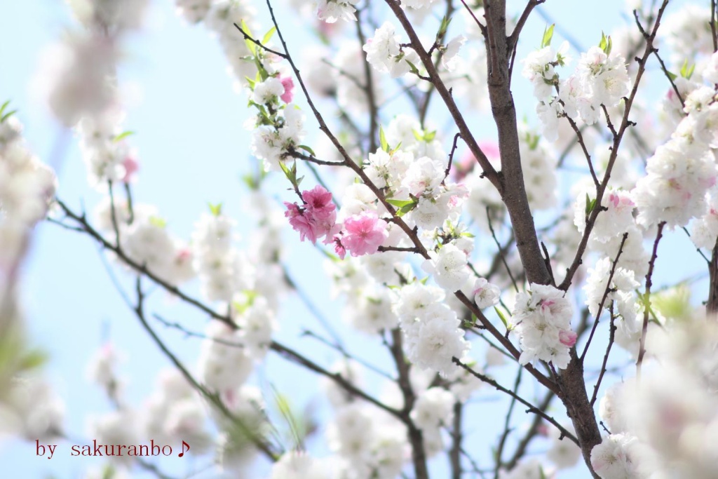 花桃の咲く頃