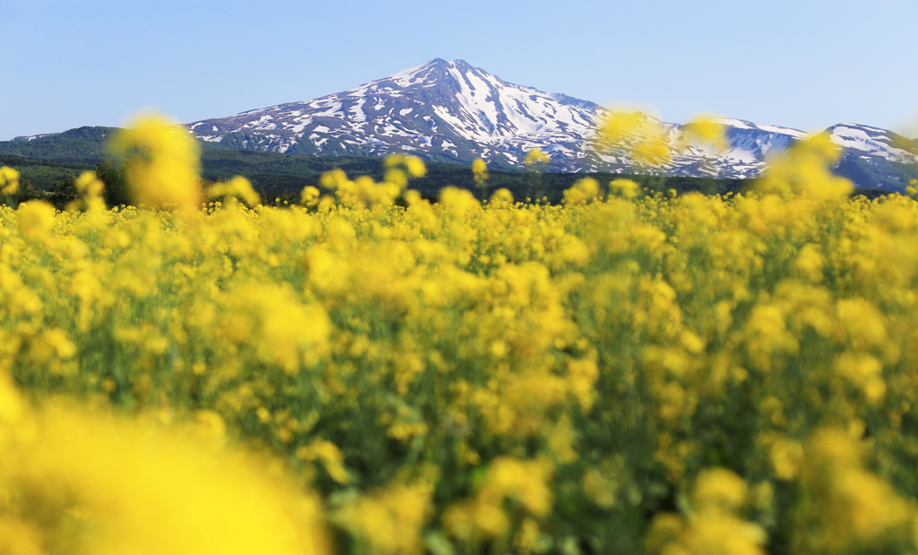 菜の花と鳥海山　2016