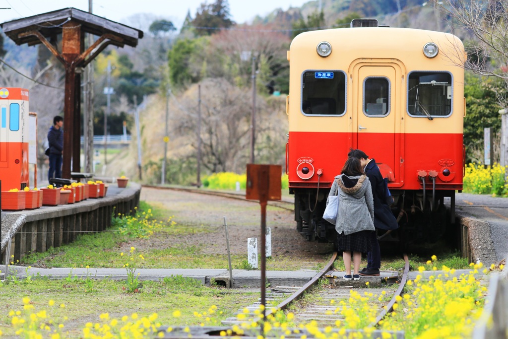 菜の花が咲く頃　～めばえ～