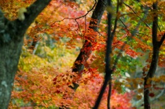 秋彩美～鳴子峡～