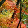 秋彩美～鳴子峡～