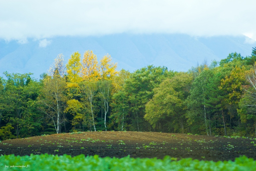 岩手山の麓風景