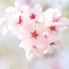 ふわふわ夢桜