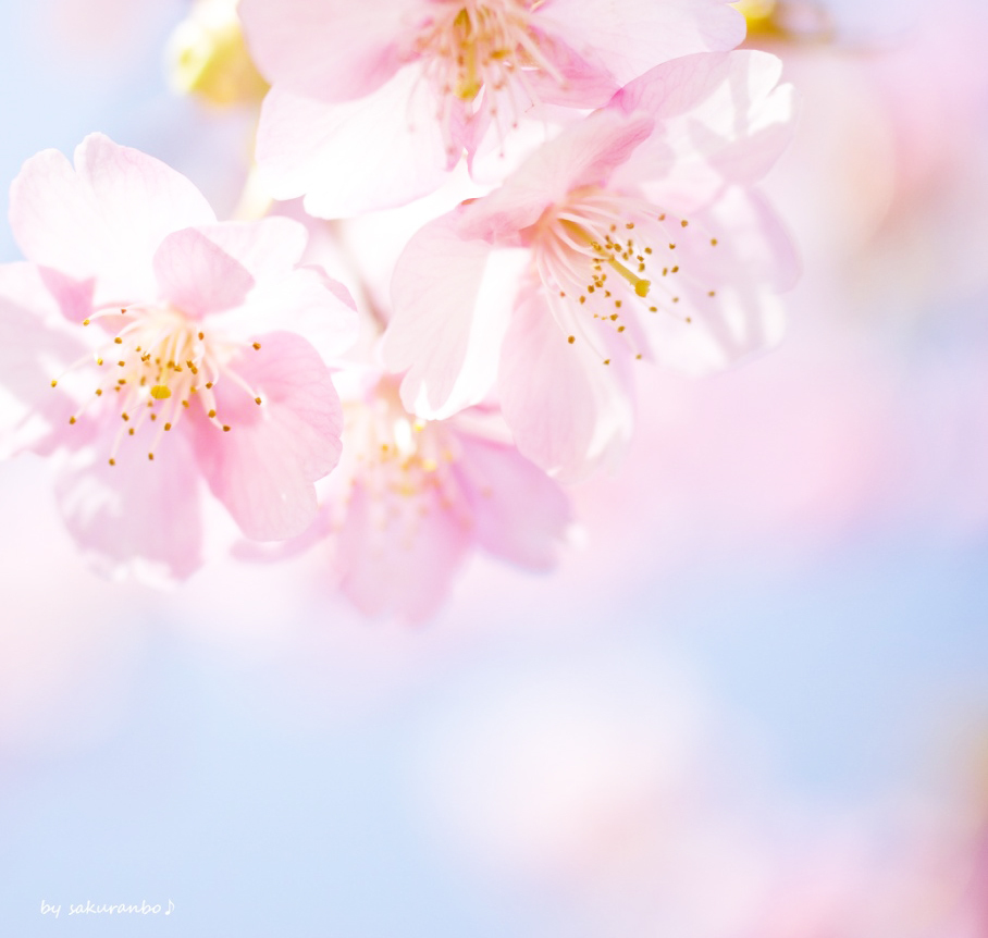 ふわふわ夢桜 By さくらんぼ Id 写真共有サイト Photohito