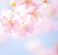 ふわふわ夢桜♪