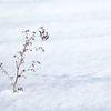 雪原のリンク