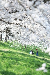 桜の木の下で ～family～
