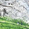 桜の木の下で ～family～