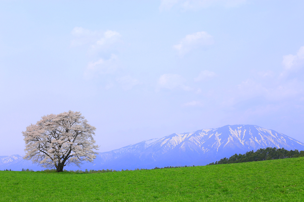 憧れの小岩井一本桜