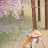 ちょっぴり照れるワン♪