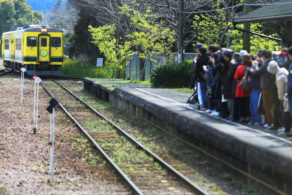 菜の花モテモテ列車♪